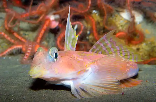 Red Dragonet (Synchiropus altivelis)