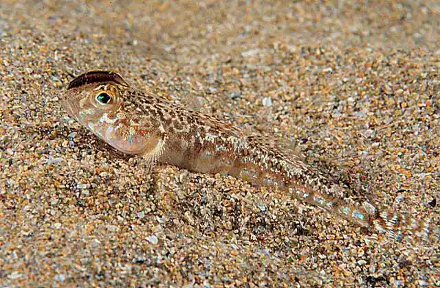 Threadfin Sand Goby (Nesogobius sp.) with parasite on snout.
