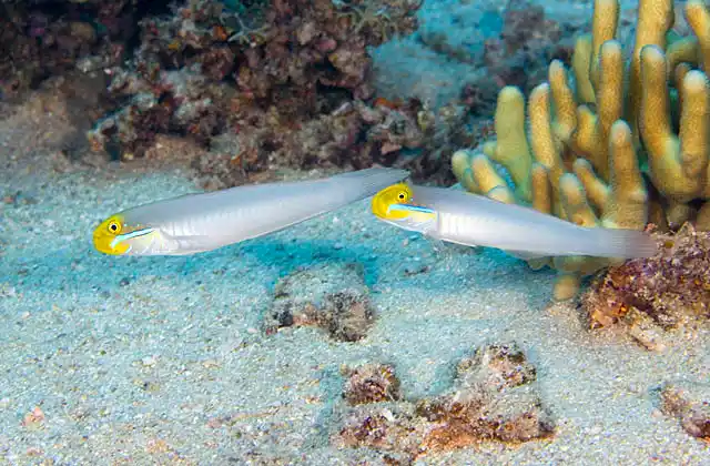 Blueband Goby (Valenciennea strigata)