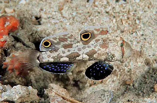 Twinspot Goby (Signigobius biocellatus)