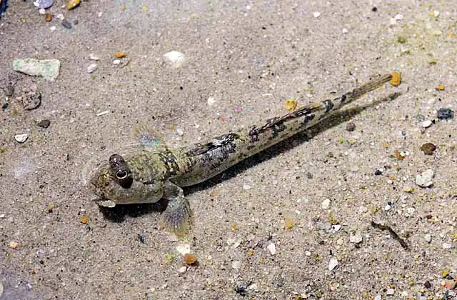 Barred Mudskipper (Periophthalmus argentilineatus) Amphibious air breather. Can stay out of the water for up to 37 hours if kept moist. 