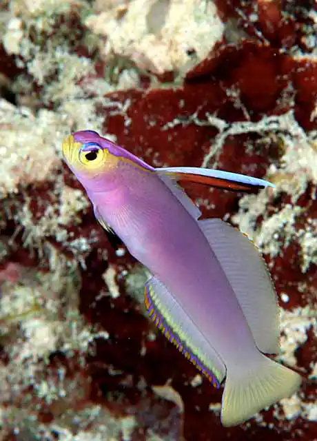 Decorated Dartfish (Nemateleotris decora)