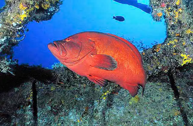 Tomato Cod (Cephalopholis sonnerati) in shipwreck. 