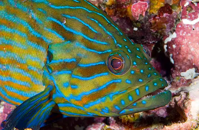 Blue-lined Rockcod (Cephalopholis formosa)