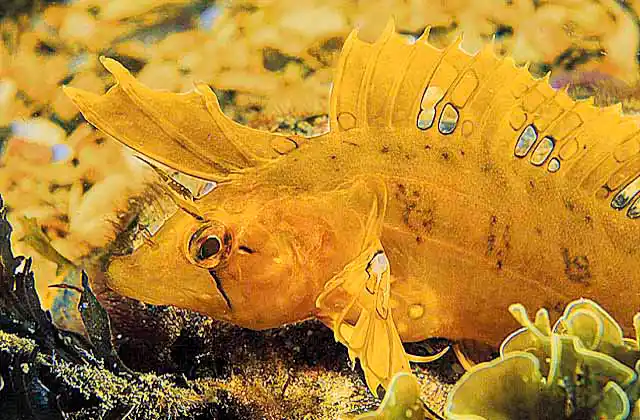 Sharp-nose Weedfish (Heteroclinus tristis) Camouflaged weed and kelp dweller.