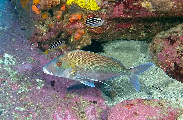 Blue Morwong (Nemadactylus douglasi) swimming out of deep rocky reef ledge. 
