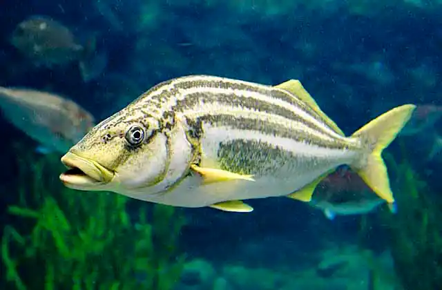 Striped Trumpeter (Latris lineata)