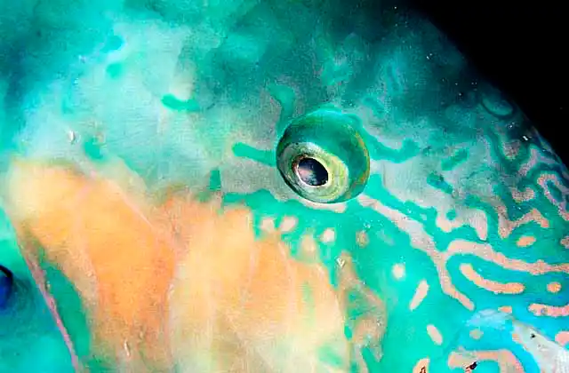 Surf Parrotfish (Scarus rivulatus)