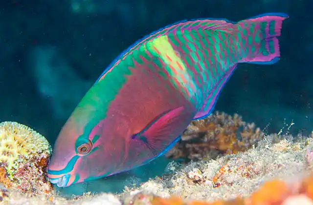 Schlegel's Parrotfish (Scarus schlegeli) feeding on coral reef. Adult colouration.