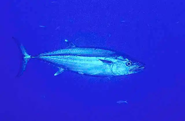 Dogtooth Tuna (Gymnosarda unicolor)