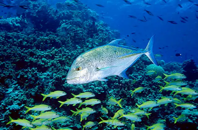 Bluefin Trevally (Caranx melampygus) hunting on coral bommie with Yellowfin Goatfish (Mulloides vanicolensis)