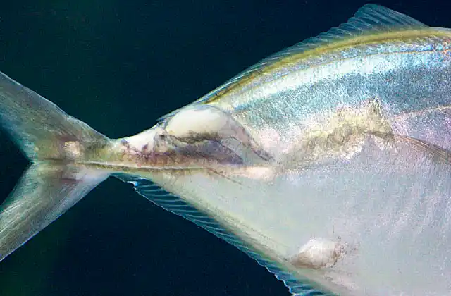 Silver Trevally (Pseudocaranx dentex) with shark bite makes on flanks.