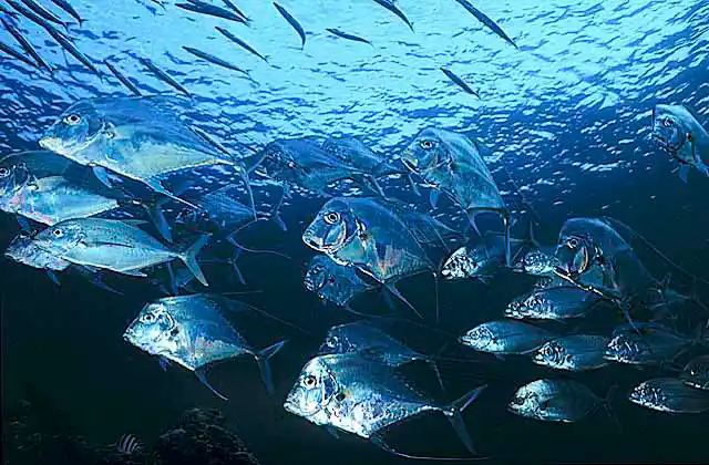 Juvenile Pennantfish (Alectes ciliaris) accompanied by various Trevally species (Caranx sp.)