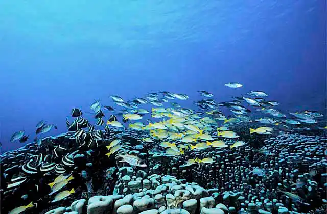 Four Lined Snapper (Lutjanus kasmira)