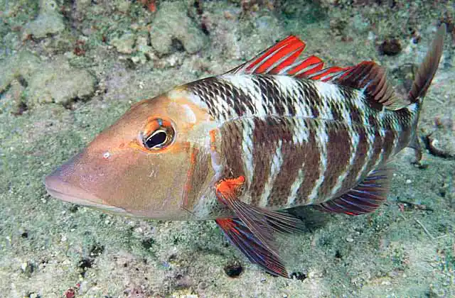 Sweetlip Emperor (Lethrinus miniatus)