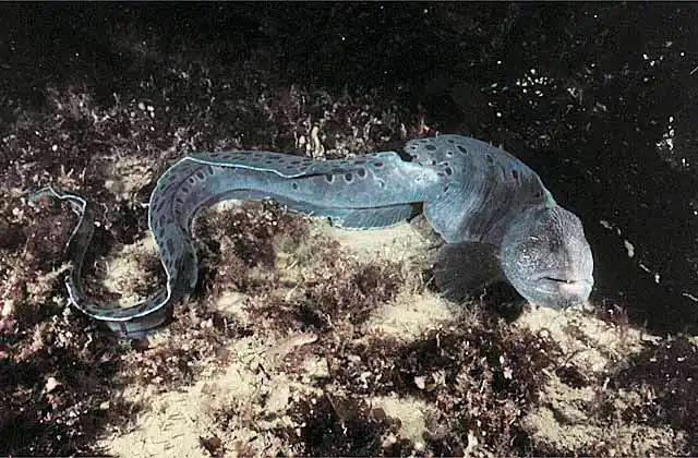 Wolf-eel (Anarrhichthys ocellatus)