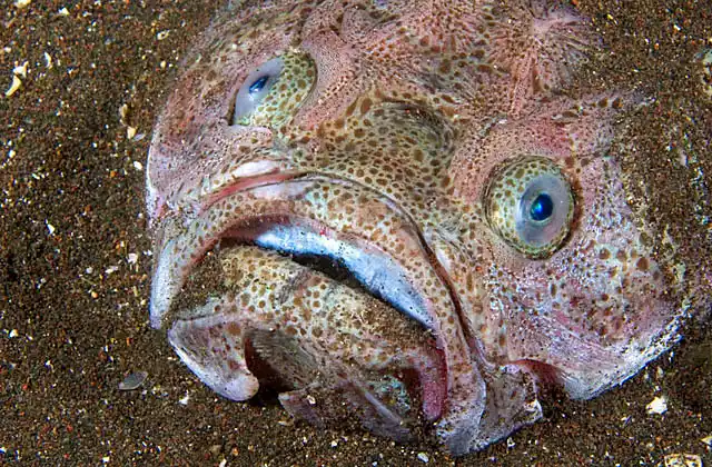 Long Stargazer (Xenocephalus elongatus) Deepwater species of Stargazer  in 35 to 440 m. Stargazers are usually buried in sand or silt with their upward gazing eyes able to spot prey passing overhead.
