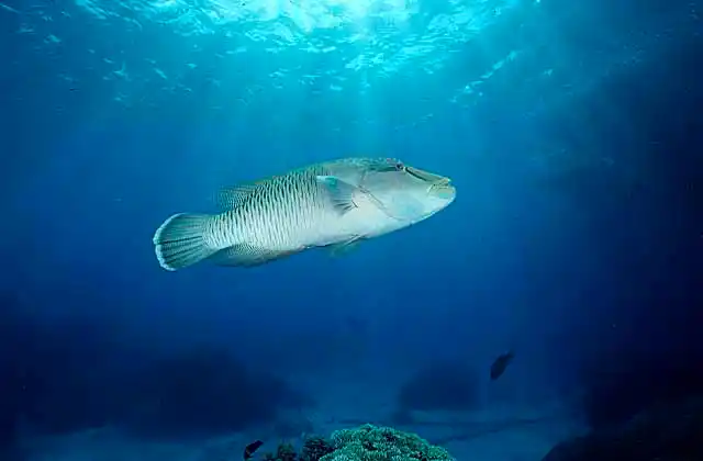 Humpheaded Maori or Napoleon Wrasse (Cheilinus undulatus) Juvenile colouration.