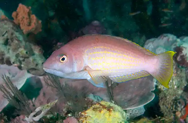 Rosy Wrasse (Pseudolabrus psittaculus)