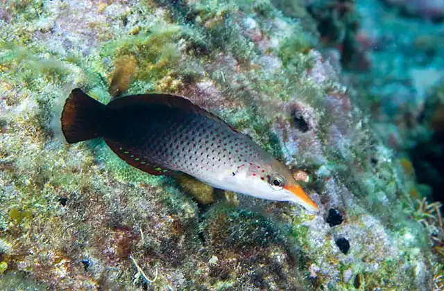 Bird Wrasse (Gomphosus varius) Juvenile colour form.