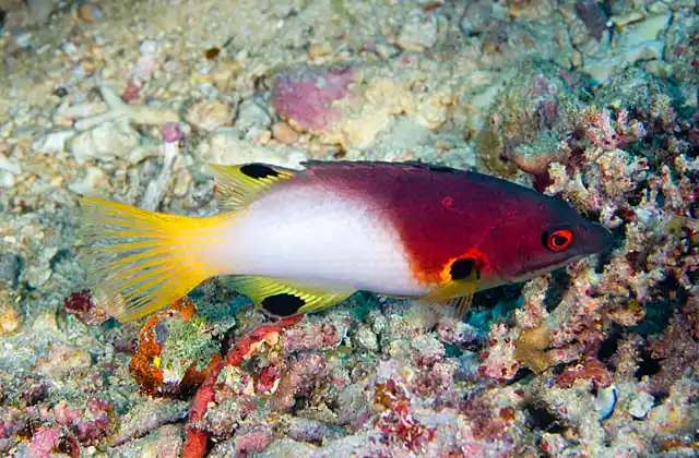 Axilspot Hogfish (Bodianus axillaris)