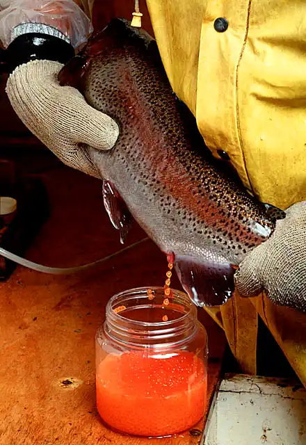 Rainbow Trout (Oncorhynchus mykiss) Female being hand stripped of eggs at trout hatchery.