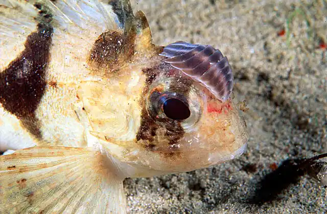 Fortesque (Centropogon australis) with Striped Sea Louse (Nerocila laticauda) parasite on head.