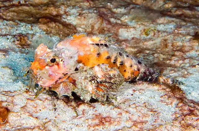 Orangebanded Stingfish (Choridactylus multibarbus) walking across sandy sea bed.