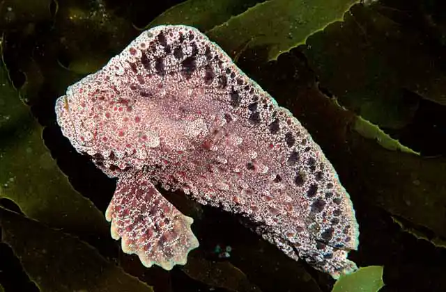 Warty Prowfish (Aetapcus maculatus)