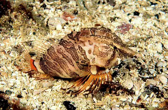 Grunt Sculpin (Rhamphocottus richarsoni)