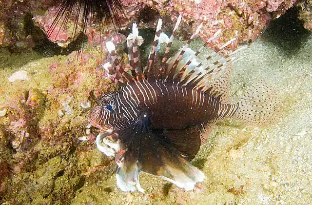 Military Turkeyfish (Pterois miles)