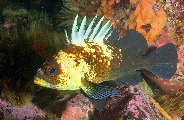Quillback Rockfish (Sebastes maliger)