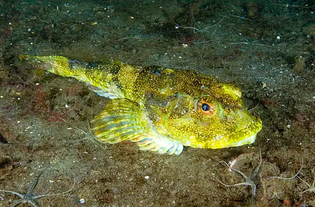 Buffalo Sculpin (Enophrys bison)