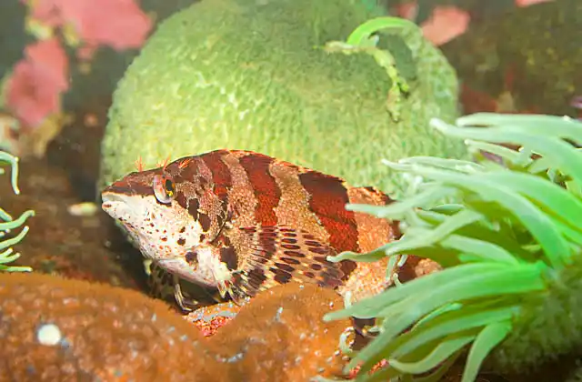 Painted Greenling (Oxylebius pictus) sitting among Giant Green Anemones (Anthoplura xanthrogrammica).