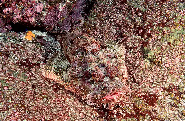 Stone Scorpionfish (Scorpaena plumieri mystes)
