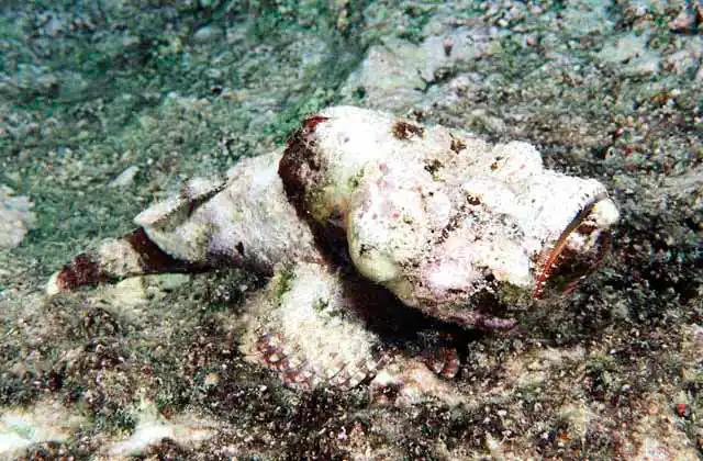 False Stonefish (Scorpaenopsis Diabolus)