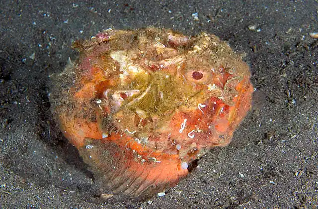 Pitted Stonefish (Erosa erosa)