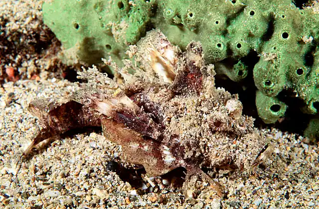 Caledonian Stinger or Inimicus (Inimicus caledonicus) Hides in sand to ambush prey. Spines have very painful sting.