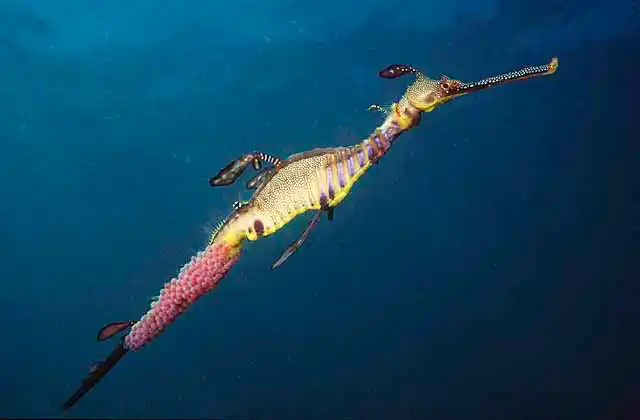 Weedy Seadragon (Phyllopteryx taeniolatus) Male with mature eggs under tail.