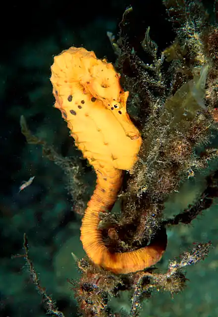 Big-belly Seahorse (Hippocampus abdominalis)