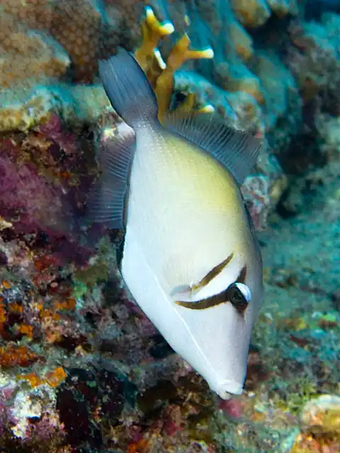 Scimitar Triggerfish (Sufflamen bursa)