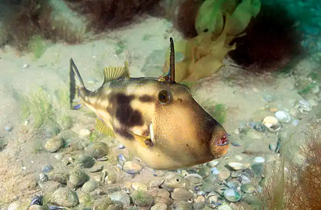 Six-spine Leatherjacket (Meuschenia freycineti) Female colouration with defensive dorsal spine erect.