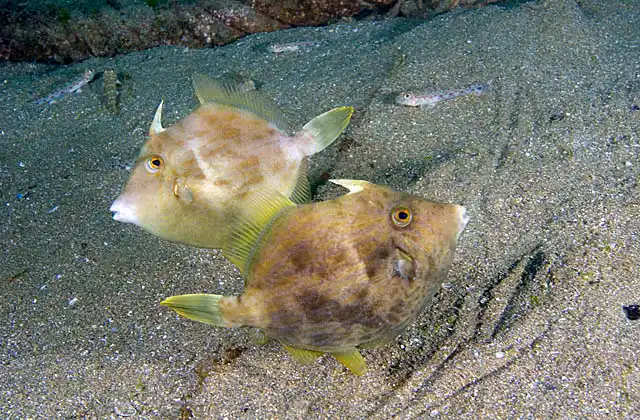Cirrated Leatherjackets (Stephanolepis cirrhifer) Pair of females in minor territorial dispute.