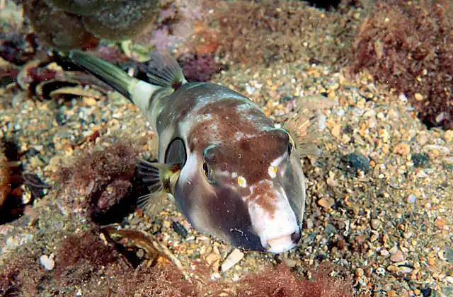 Ringed Toadfish (Omegophora armilla)