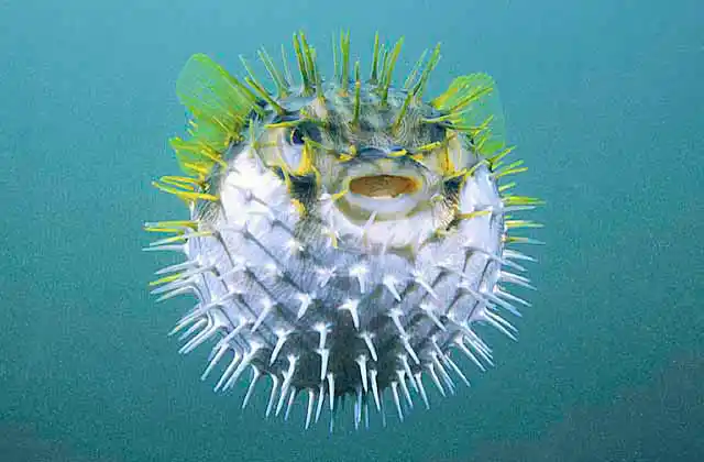 Globe Fish or Pufferfish (Diodon nichthemerus) Inflated defence mode. Poisonous flesh.