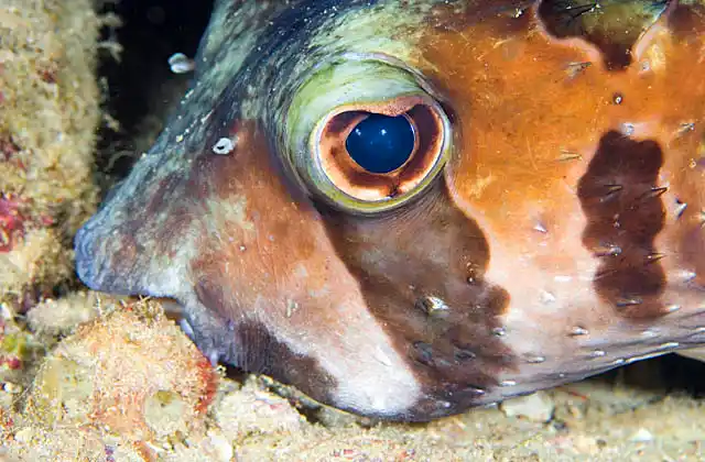 Black-blotched Porcupinefish (Diodon liturosus) asleep in reef crevice, holding onto reef to prevent being washed away by swell or currents.