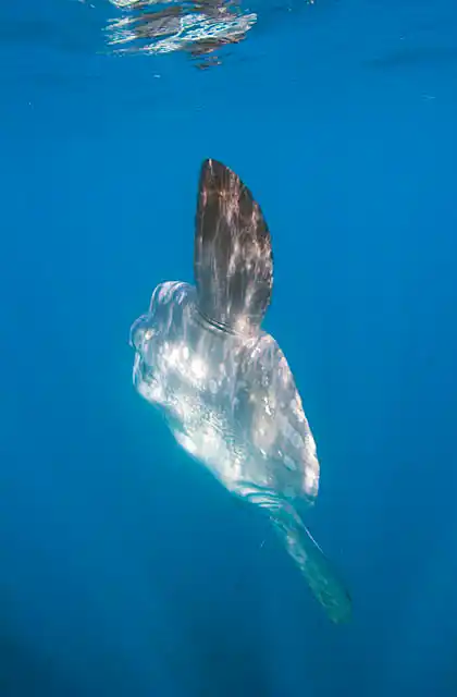 Ocean Sunfish (Mola mola)