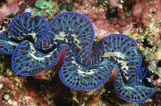 Giant Clam (Tridacna maxima)