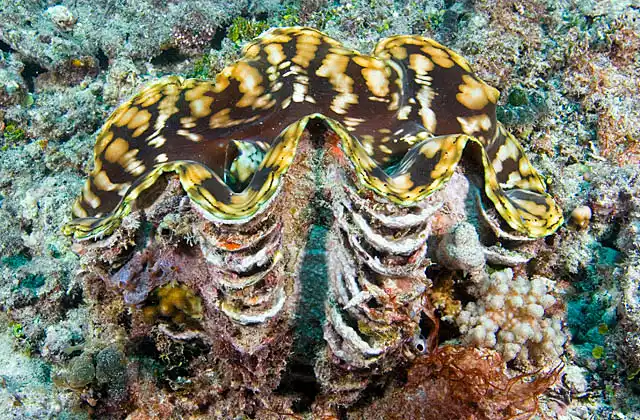 Fluted Giant Clam (Tridacna squamosa)