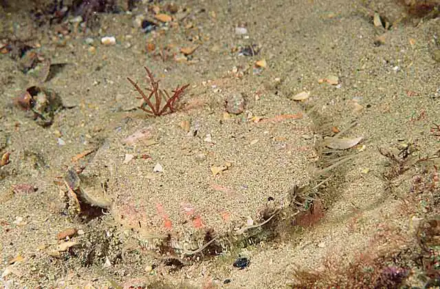 King Scallop (Pecten fumatus) Commercially fished species.
